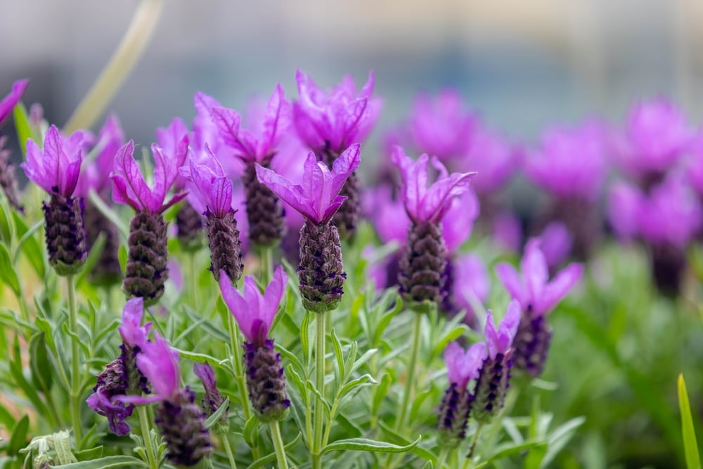Close up of Spanish lavender or Lavandula stoechas