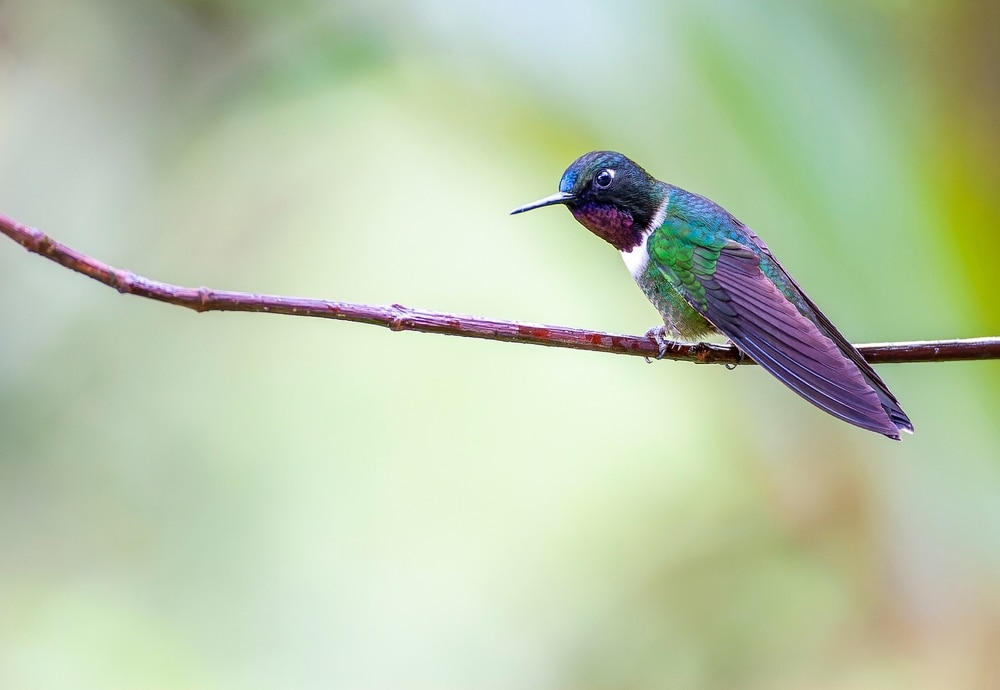 Amethyst-throated Sunangel perched on a twig