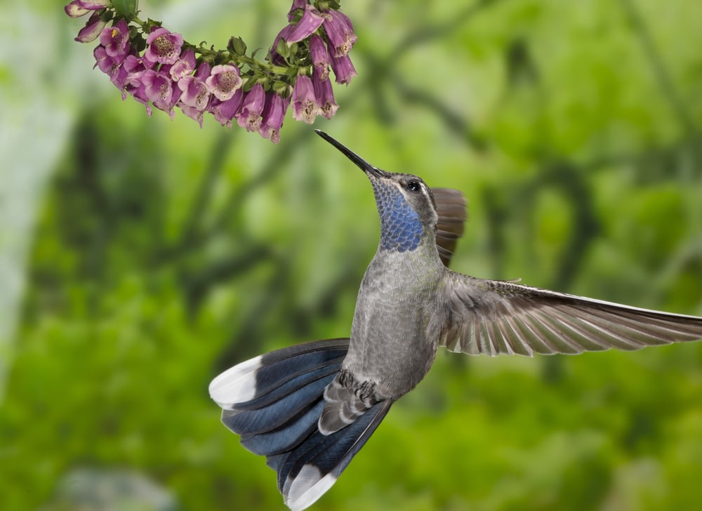 a Blue-throated Mountain Gem sipping nectar