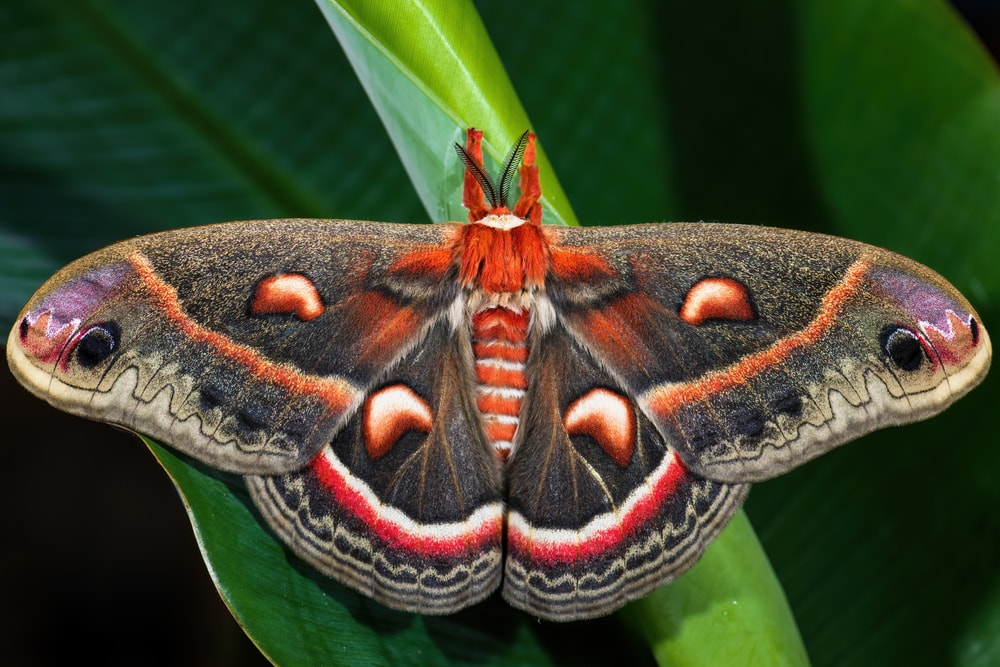 Moth touching the grass in the middle of the field