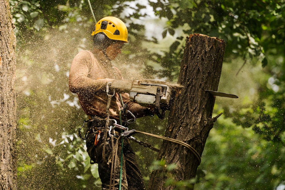 An arborist cutting a tree with a chainsaw