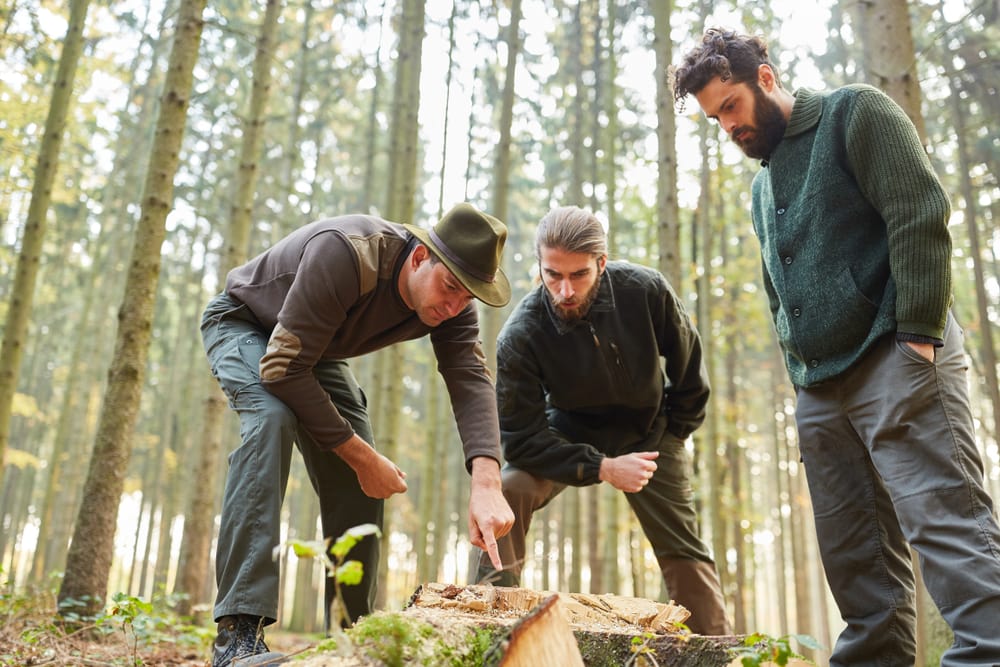 Forester analyzing a damaged tree 