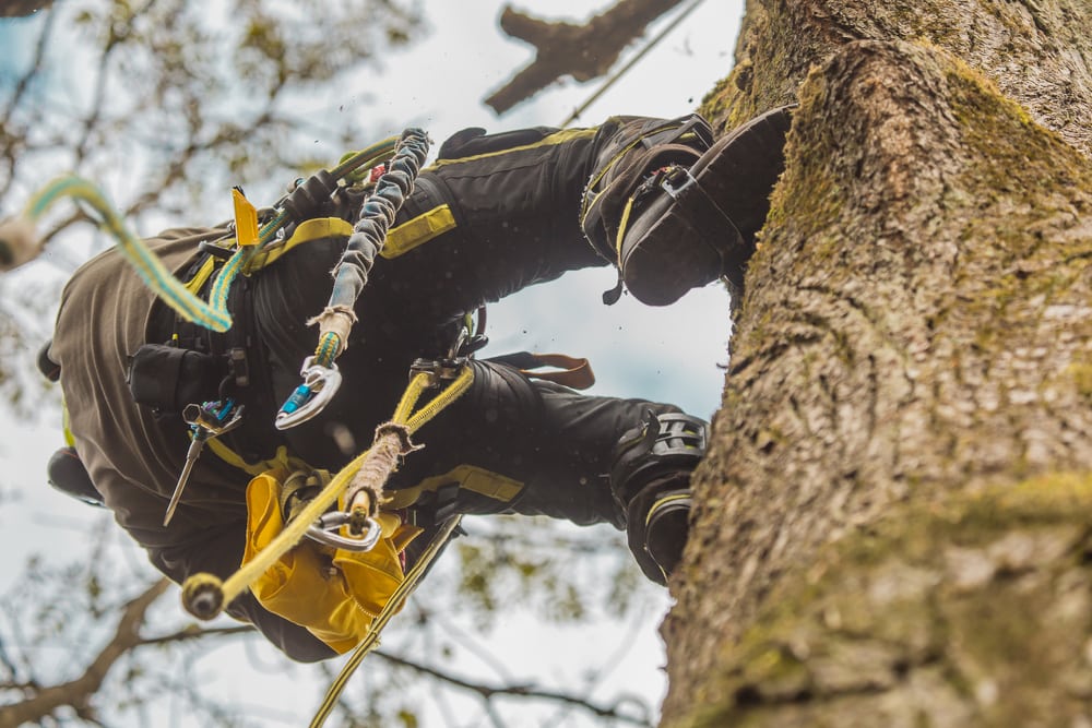 An arborist wearing harness climbing up a tree