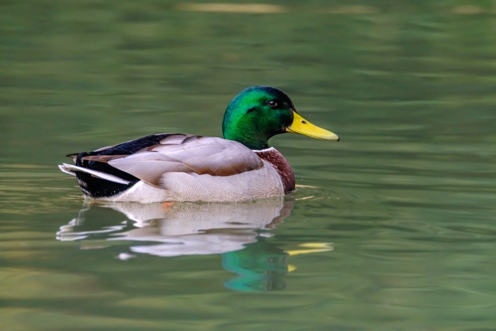 Dabbling ducks swimming on rivers