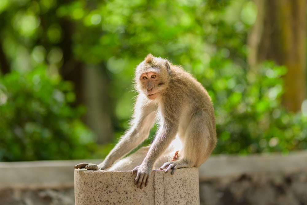 A crab-eating macaque in a forest