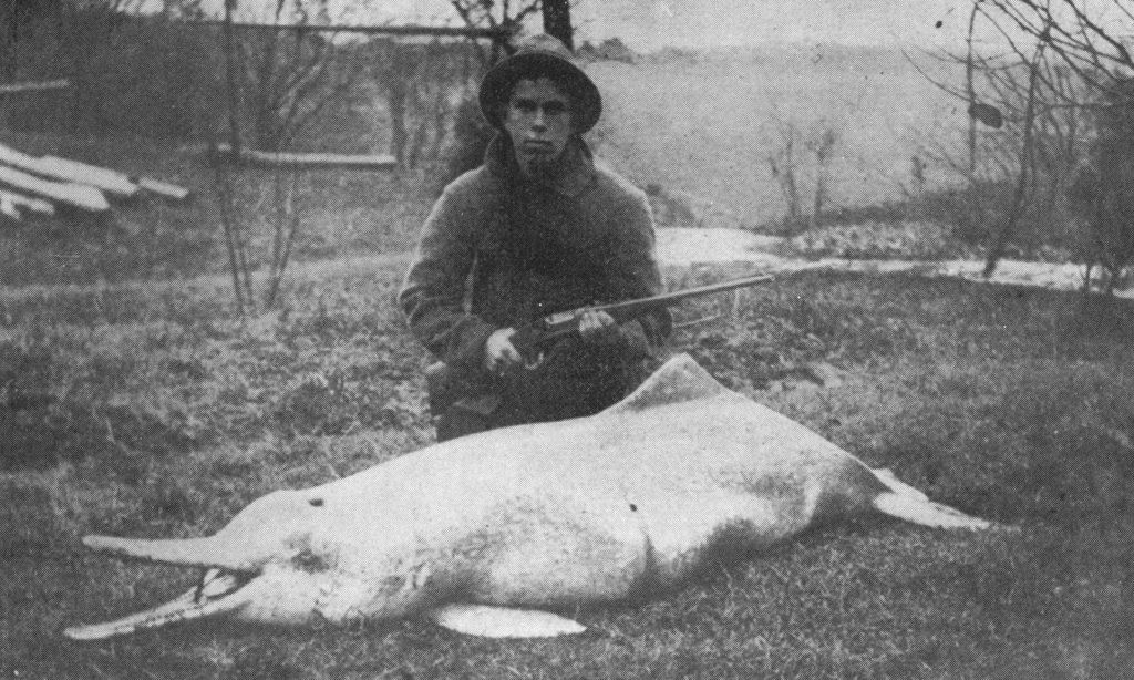 Exinct Baiji killed in black and white