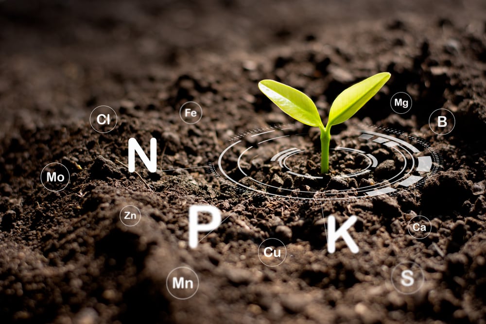 Seedling growing from a rich soik