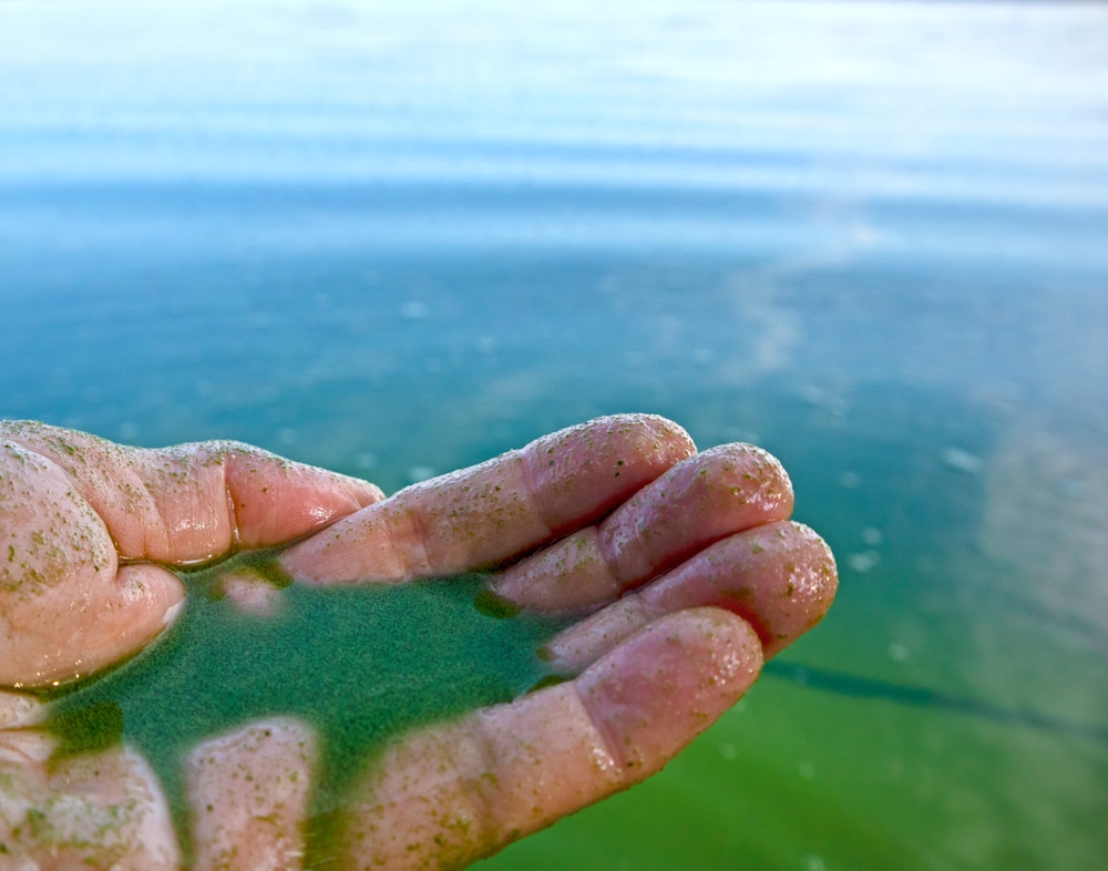 hand holding a polluted water with blue green algae