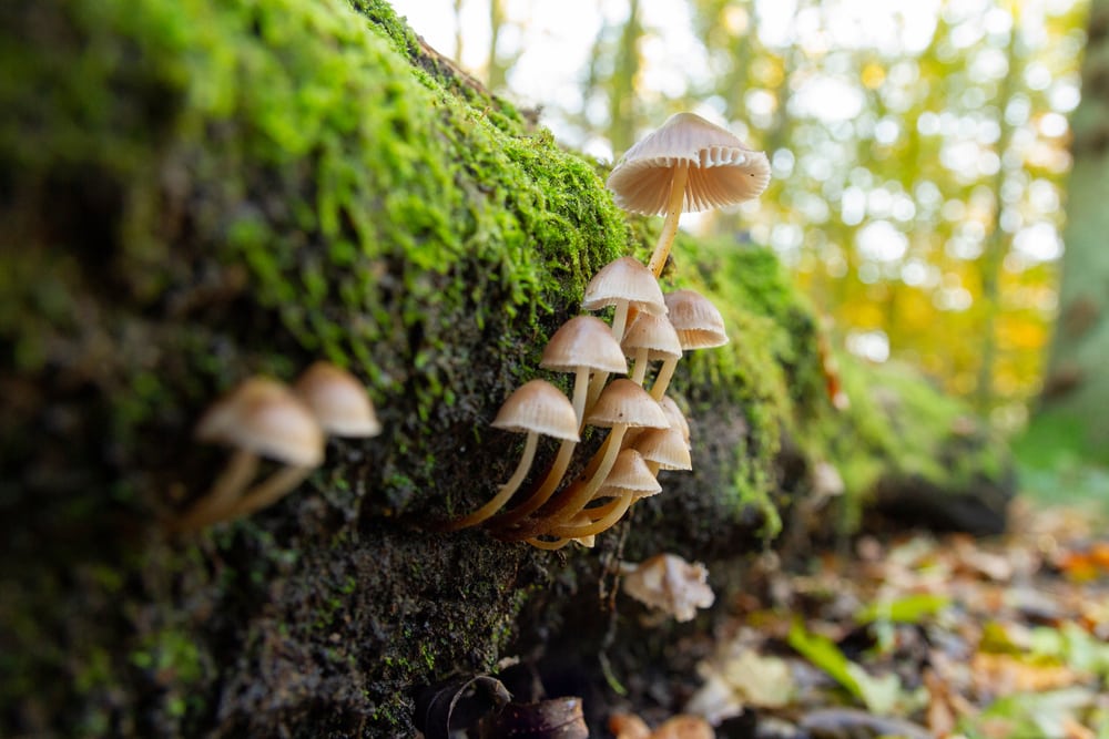 Mushrooms growing on a decaying tree log