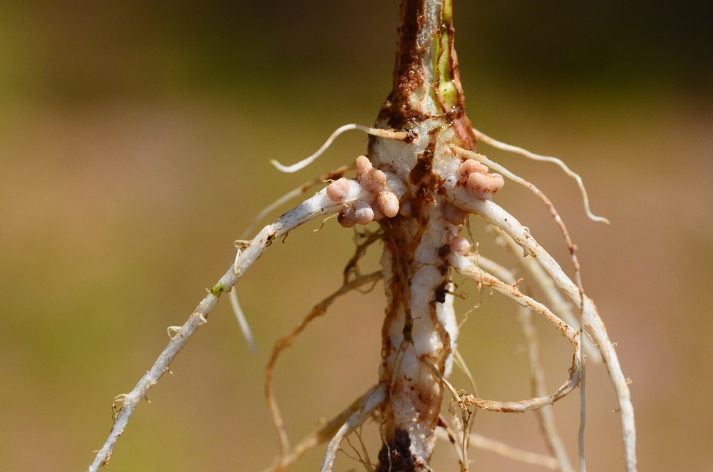 Root nodules occur on the roots of plants with symbiotic nitrogen-fixing bacteria