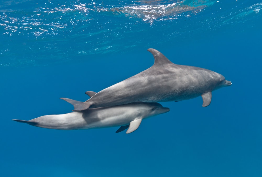 Mother whale on top of its baby