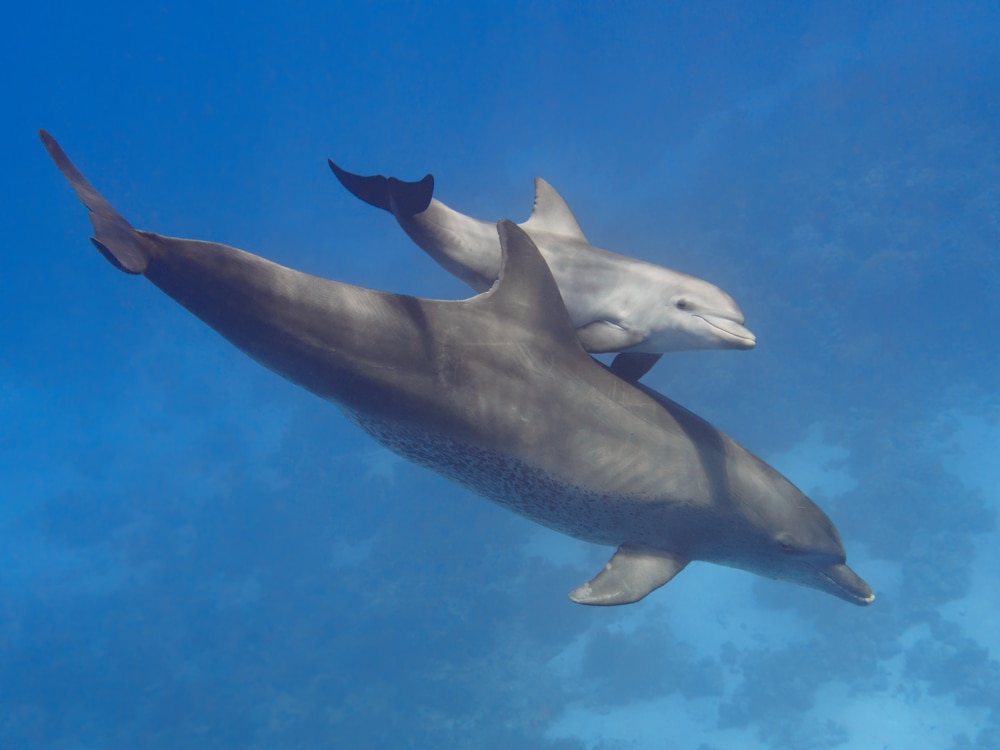 Mother and its baby swimming under the ocean