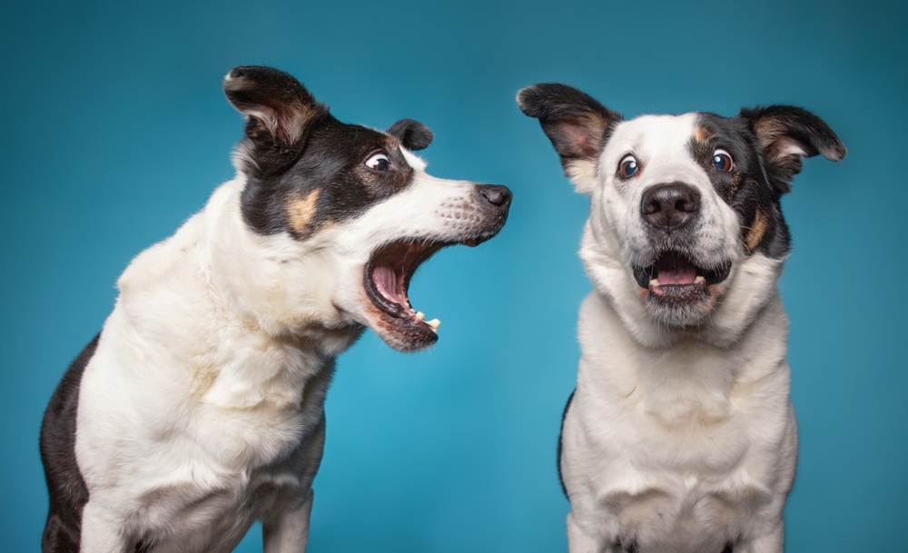 A dog barking at another dog