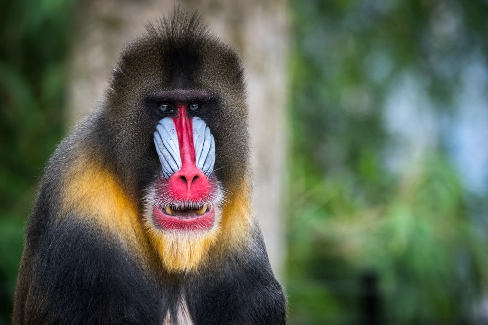 Mandrill looking straight at the camera