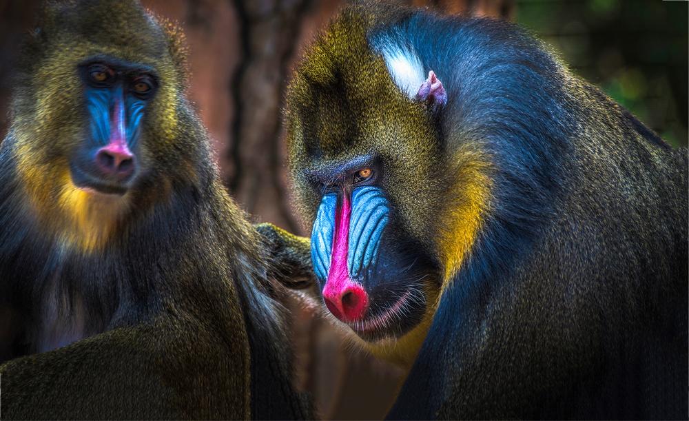 Two mandrills looking at the camera in dark