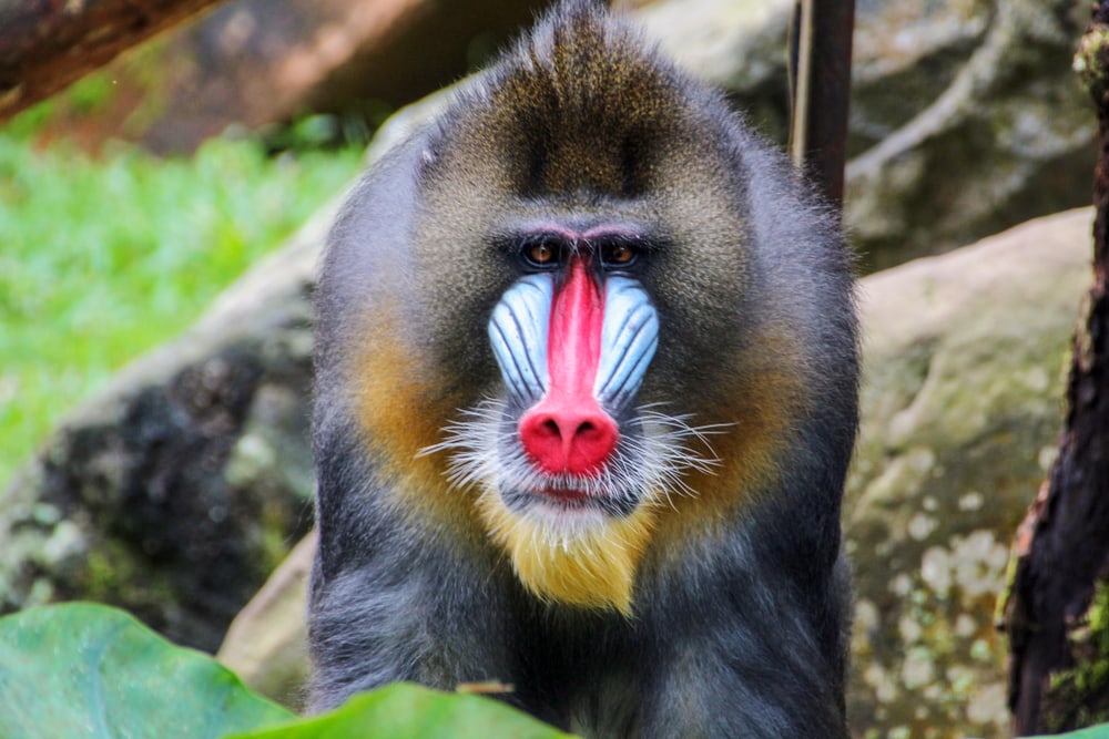 Mandrill looking sadly at the camera
