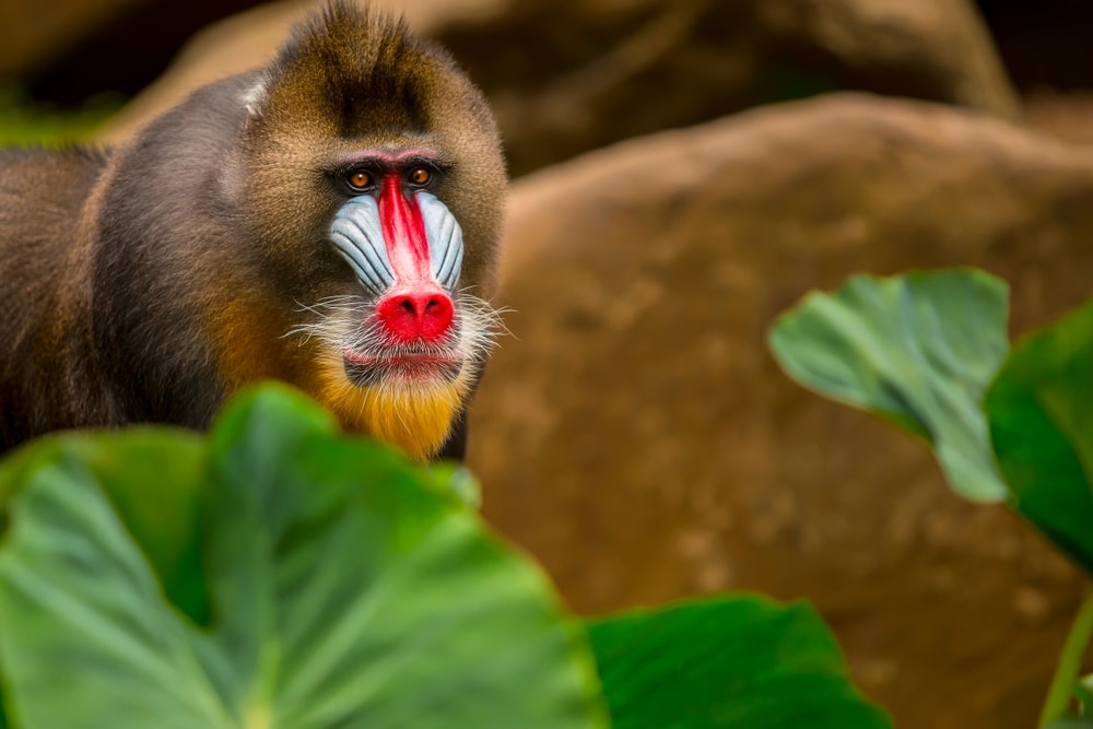 Mandrill hiding behind a leaf