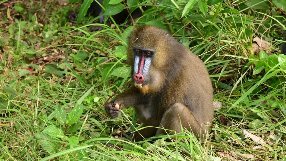 Baby mandrill eating fruit