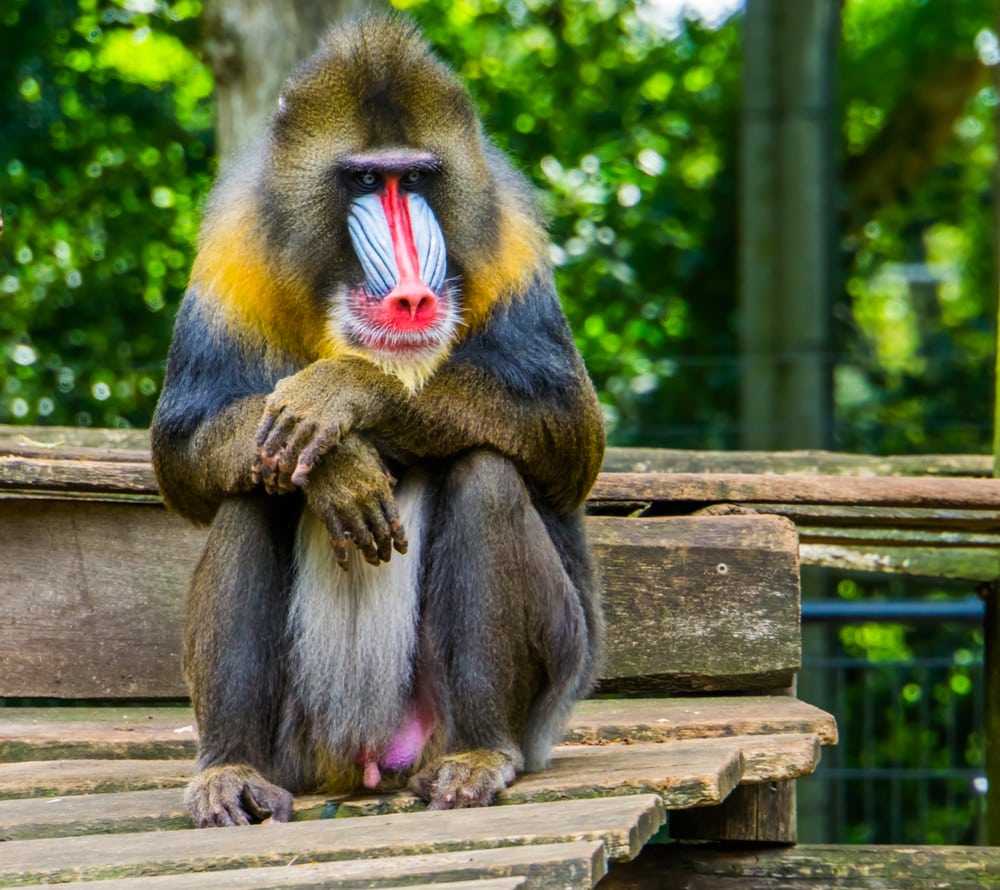 Mandrill sitting cutely on a wooden chair