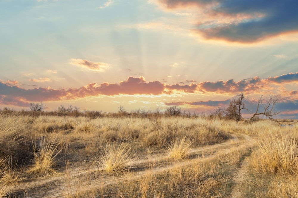 Temperate grassland with sunrise