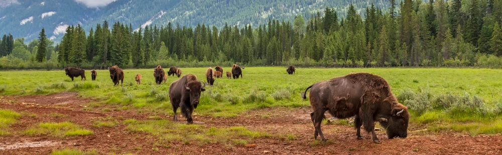 Animals walking on the temperate grassland