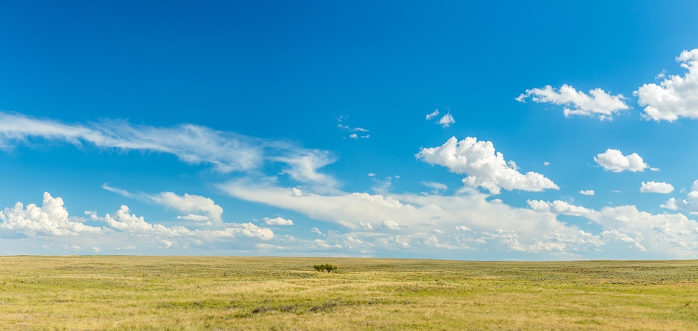 Temperate grassland in the daylight