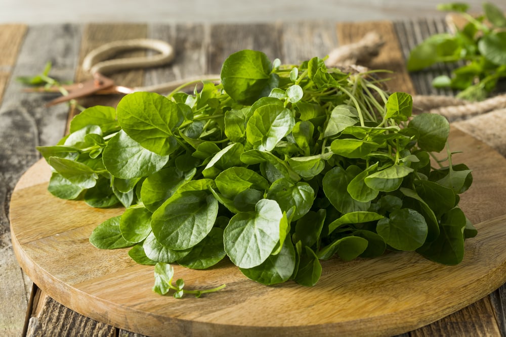 Watercress (Nasturtium officinale) on the kitchen table