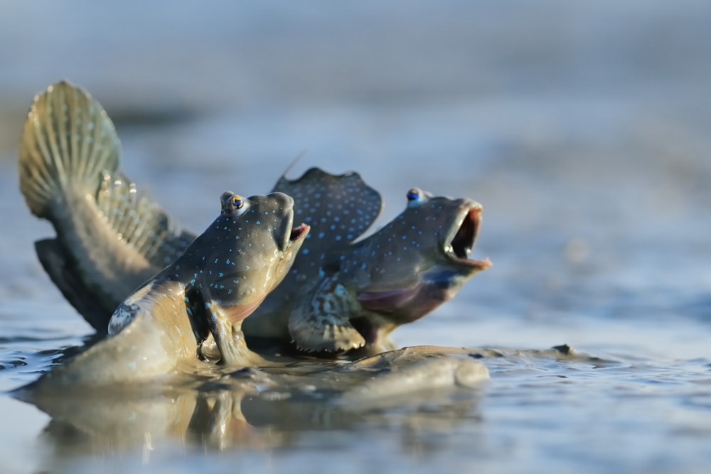 Mudskipper (Periophthalmus sp.) in the waters of marsh