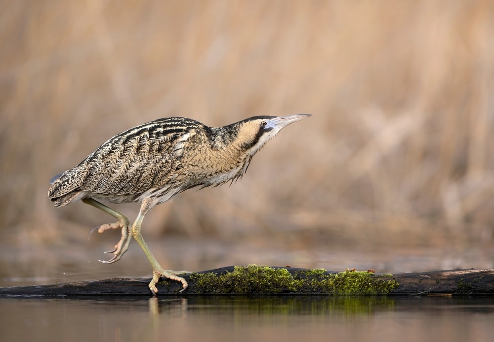 Bittern (Botaurus stellaris) walking on  the marsh