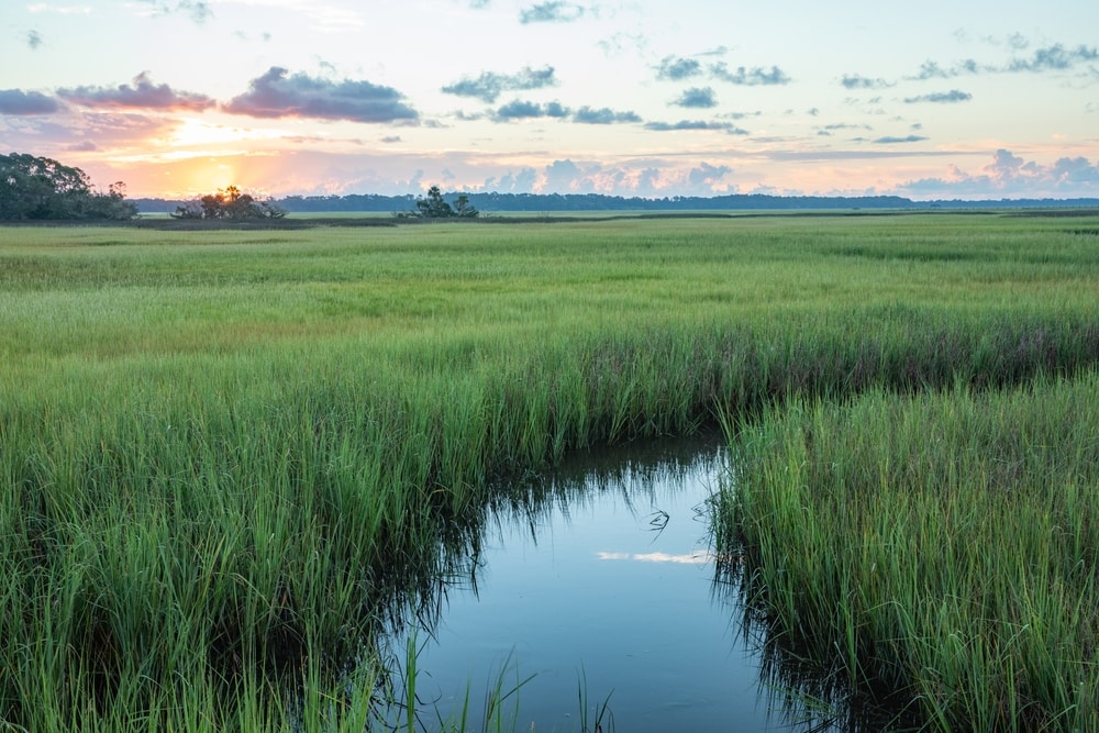 Marsh during the daylight