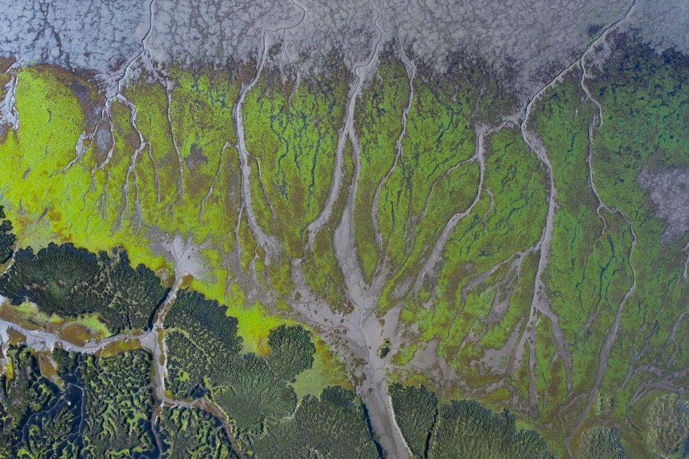 Marsh view on the satellite