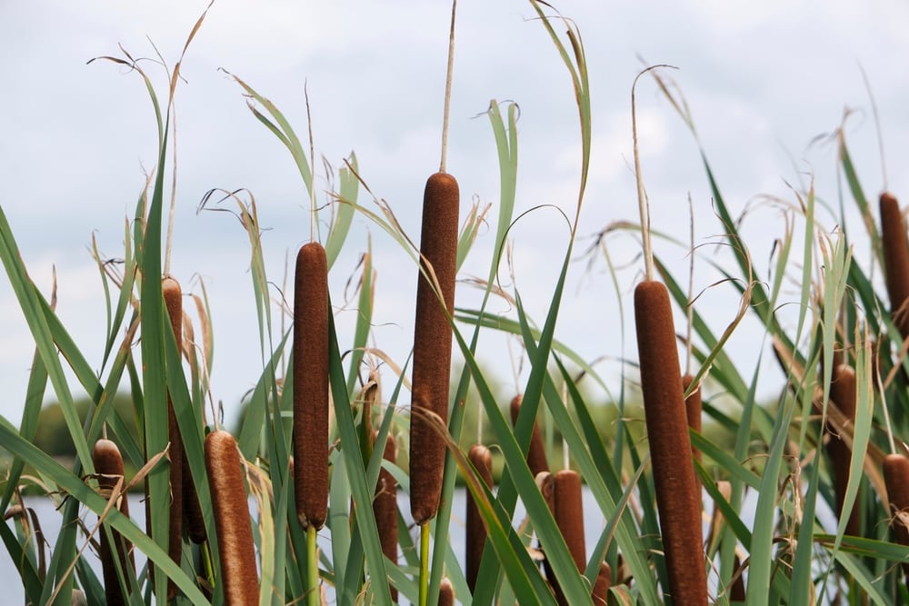 Reedmace (Typha latifolia) growing on a marsh