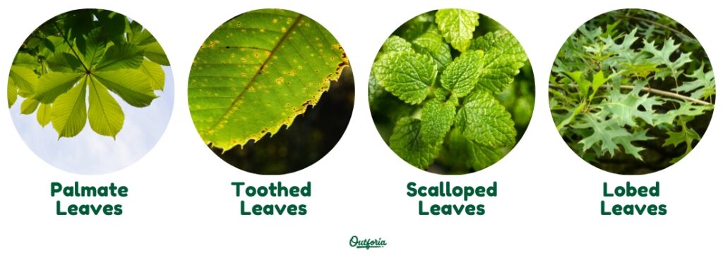 chart with imager of palmate, toothed, scalloped, and lobed leaves