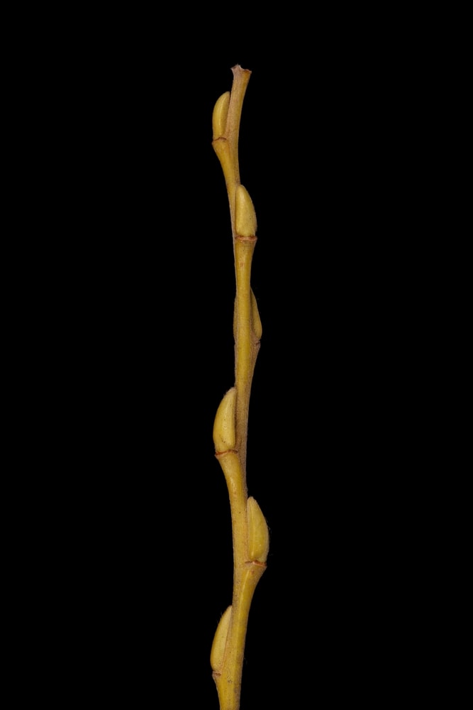 A white willow twig with alternate buds
