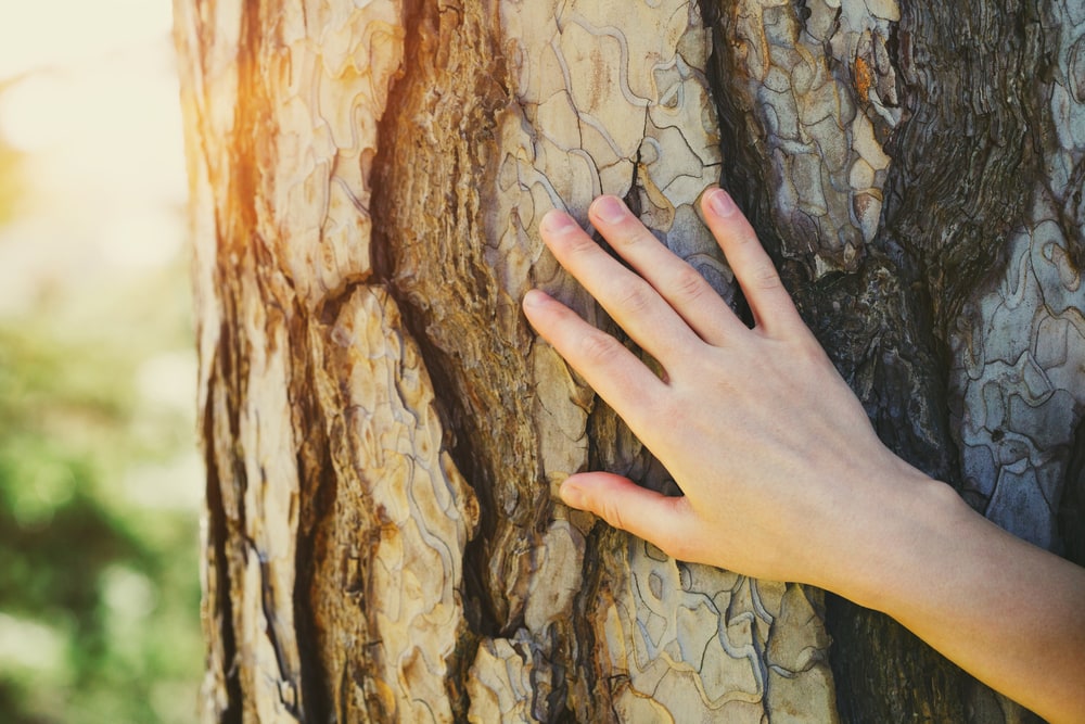 hand touching a tree bark