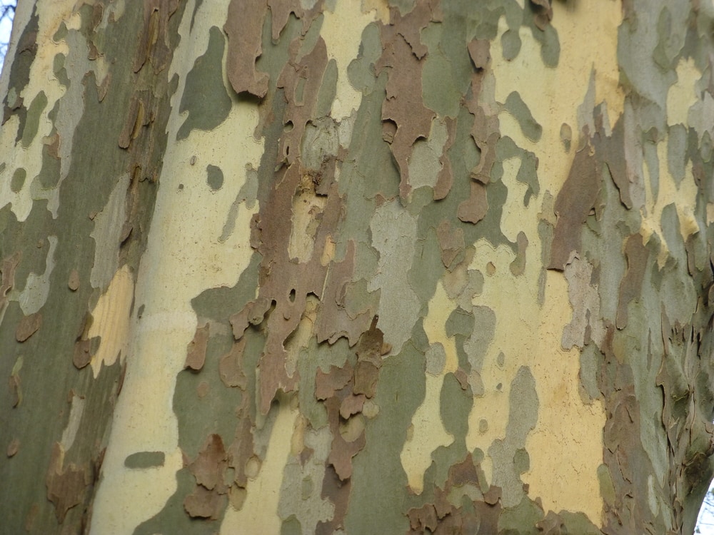 close up of a textured bark of a London Plane tree