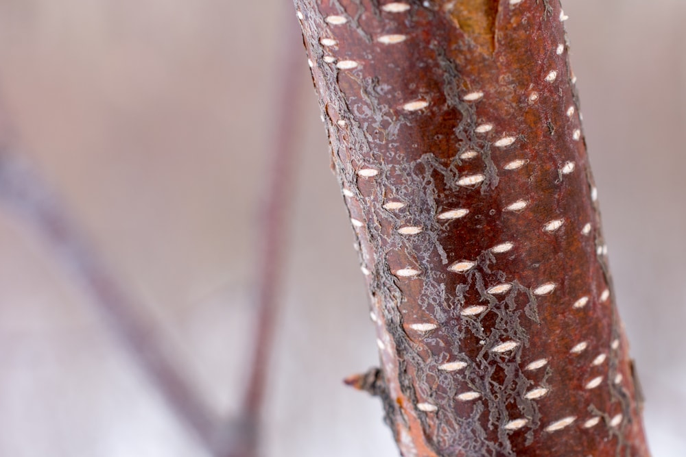 close up of a young birch sapling