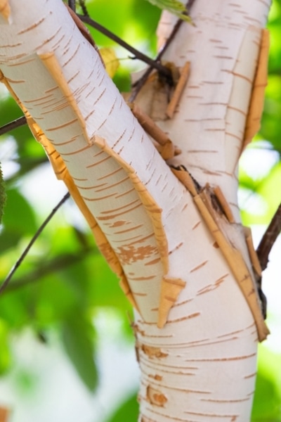 close up of a peeling pirch bark