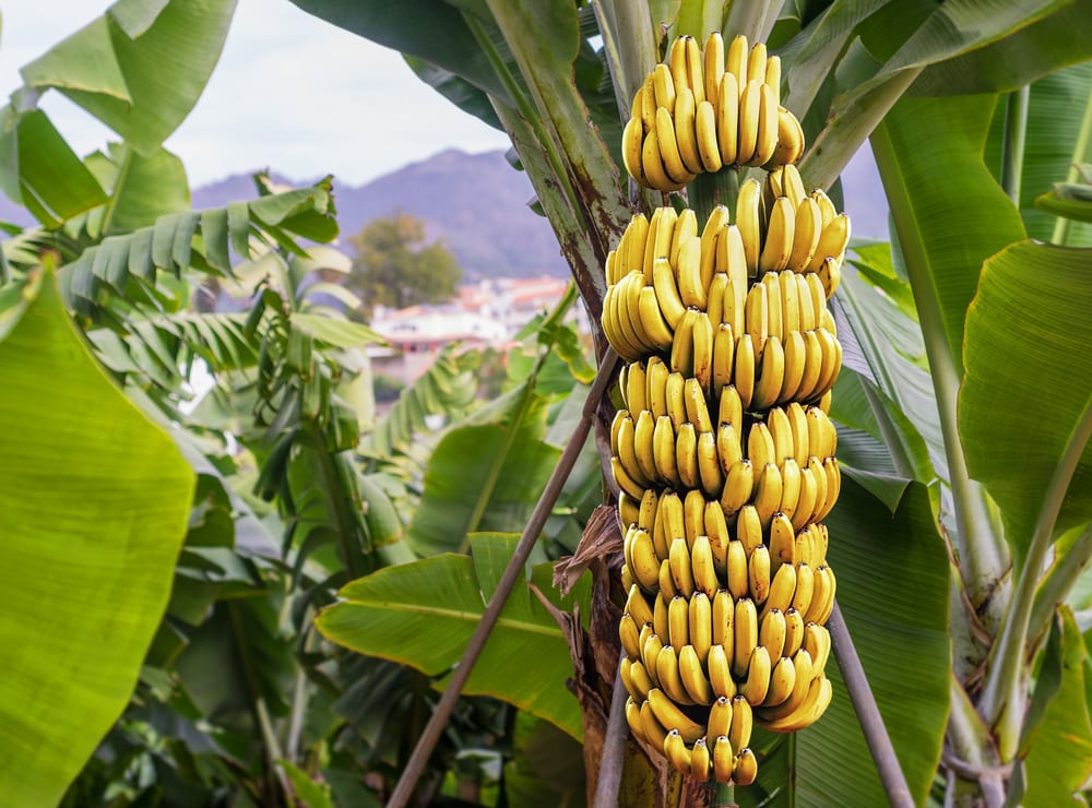 A banana tree with ripe banana f ruits