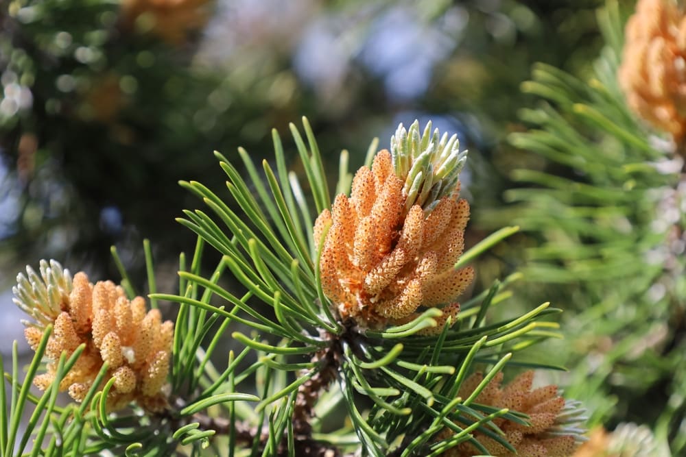 New shoots in spring of dwarf mountain pine