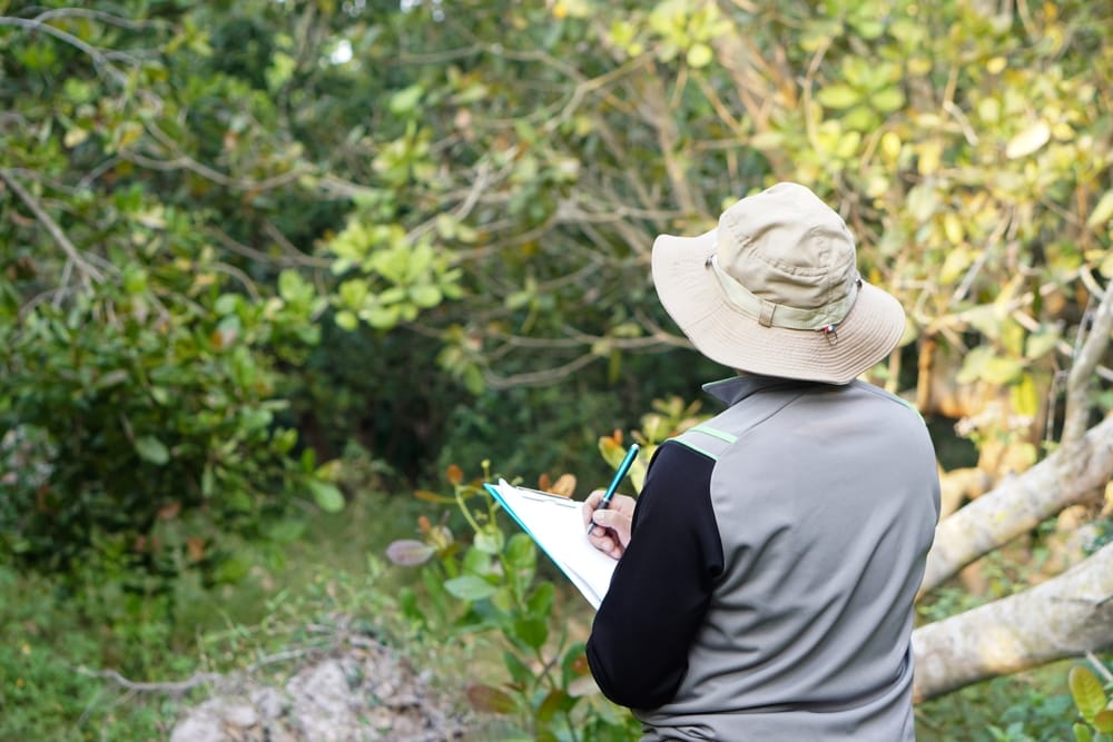 A botanist studying the tree in a forest