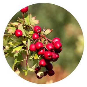 Hawthorn berries and leaves
