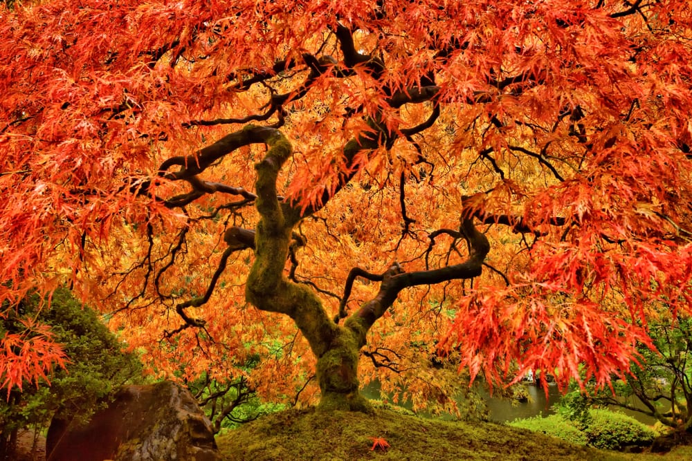 A beautiful Japanese Maple tree during autumn