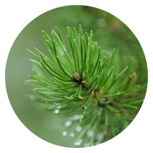 close up of pine needles or leaves
