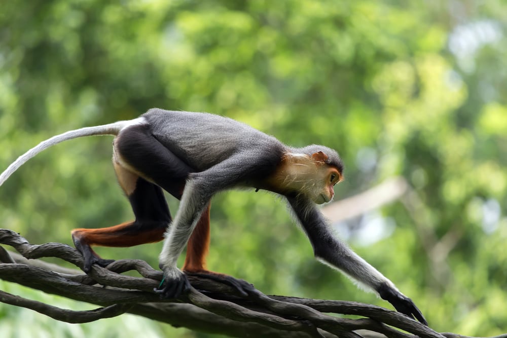 A red-shanked douc walking on twigs