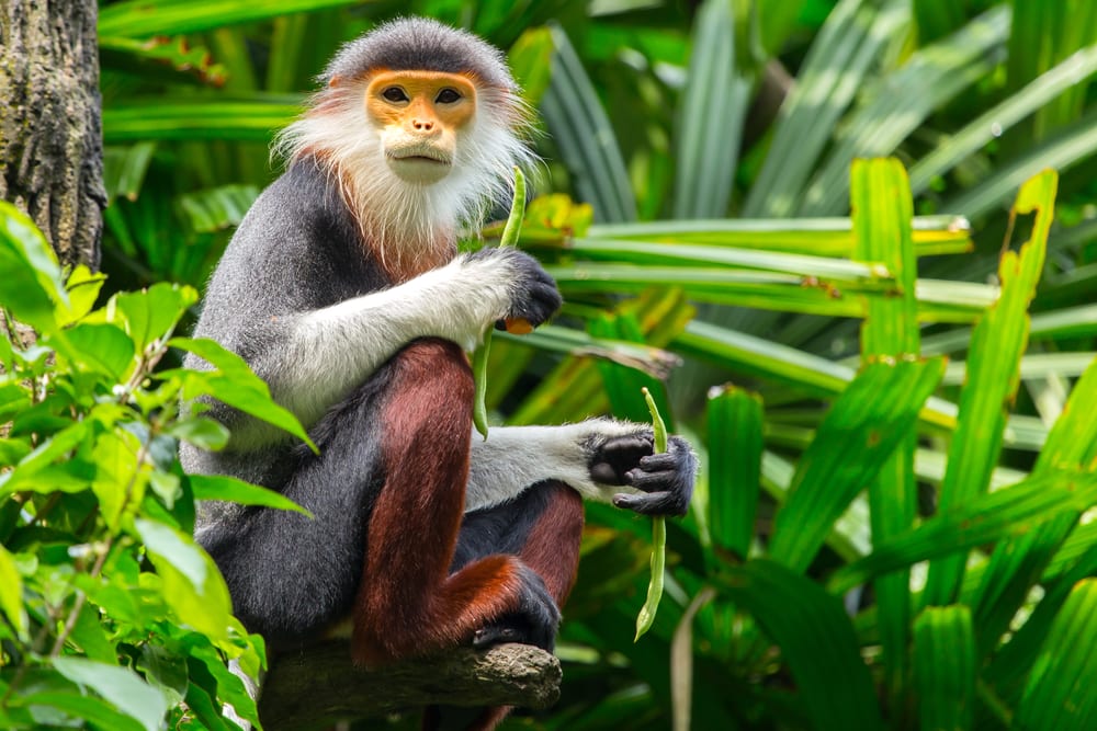 A red-shanked douc on trees