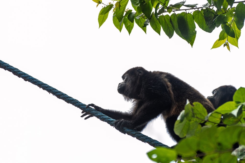 colombian red howler crawling on a rope