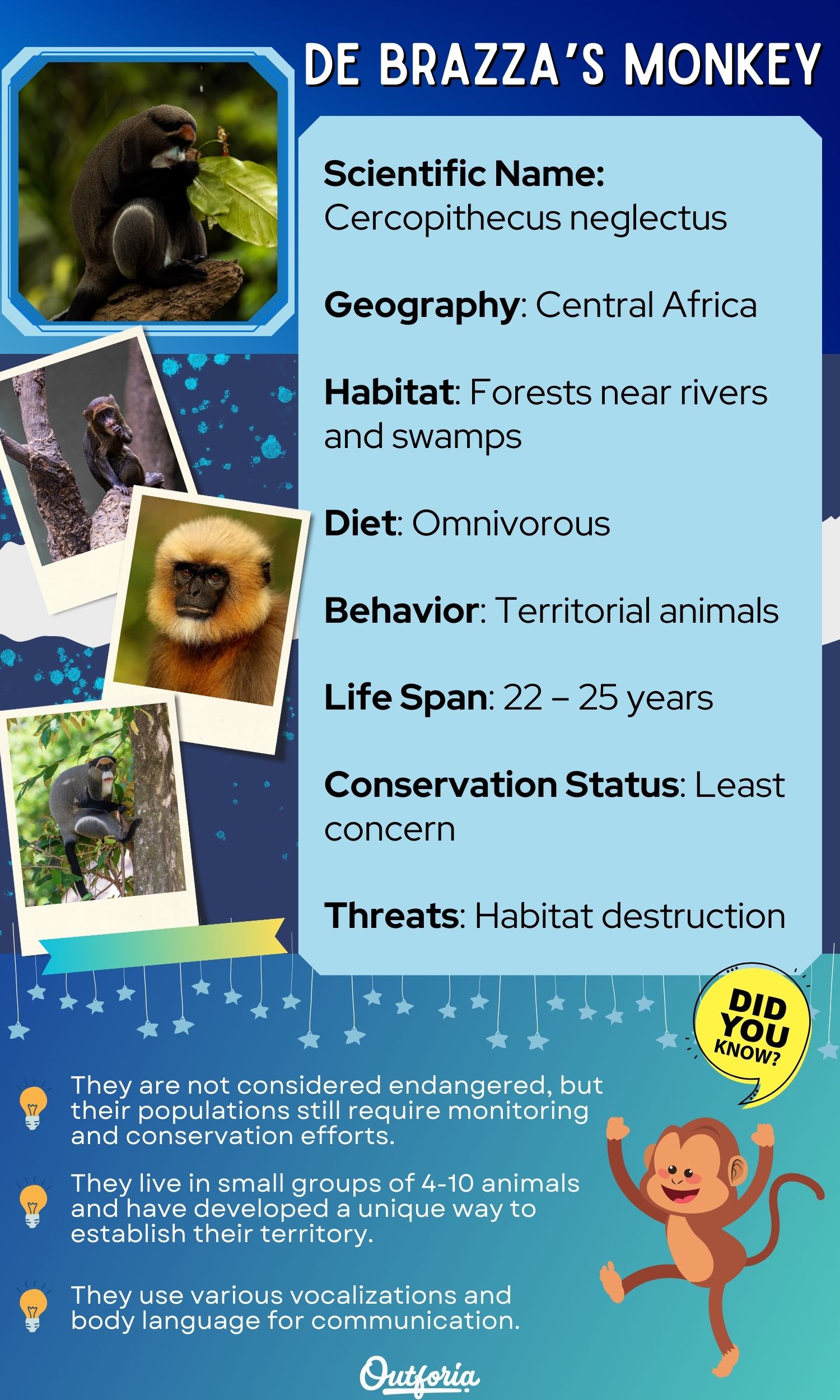 Infographics of De Brazza's Monkey with facts and images
