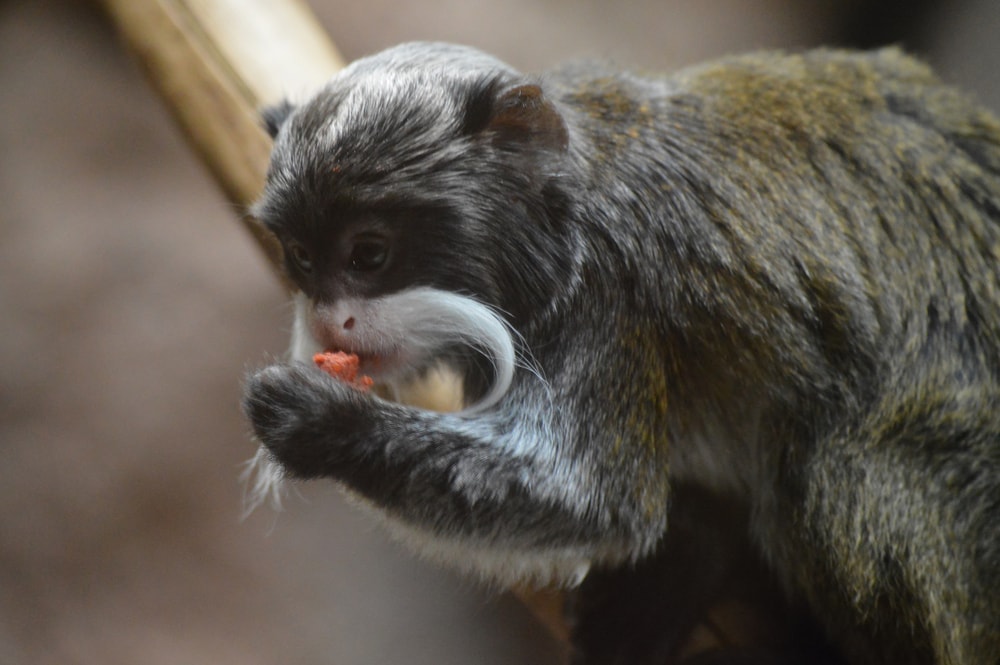 Emperor tamarin eating a plant