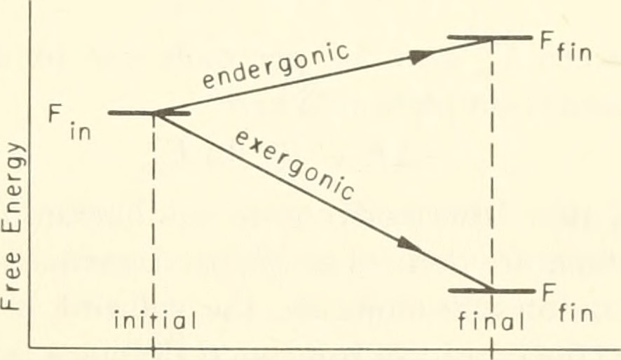 Element reaction of the endergonic and exergonic written on a paper
